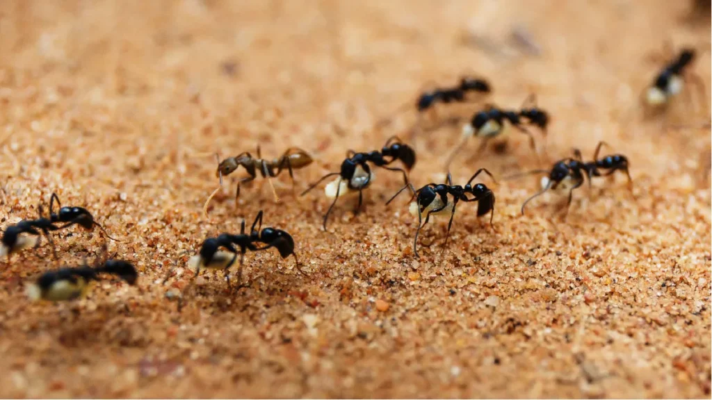hormigas en casa, como cortar la ruta de entrada